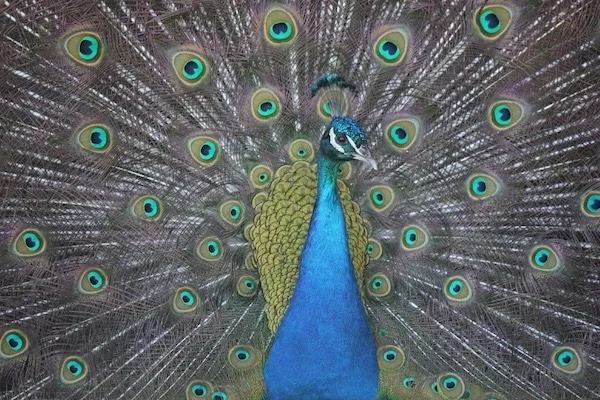 Peter Pickering's photo of a proud peacock (boastful photographer)